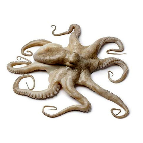 pulpo